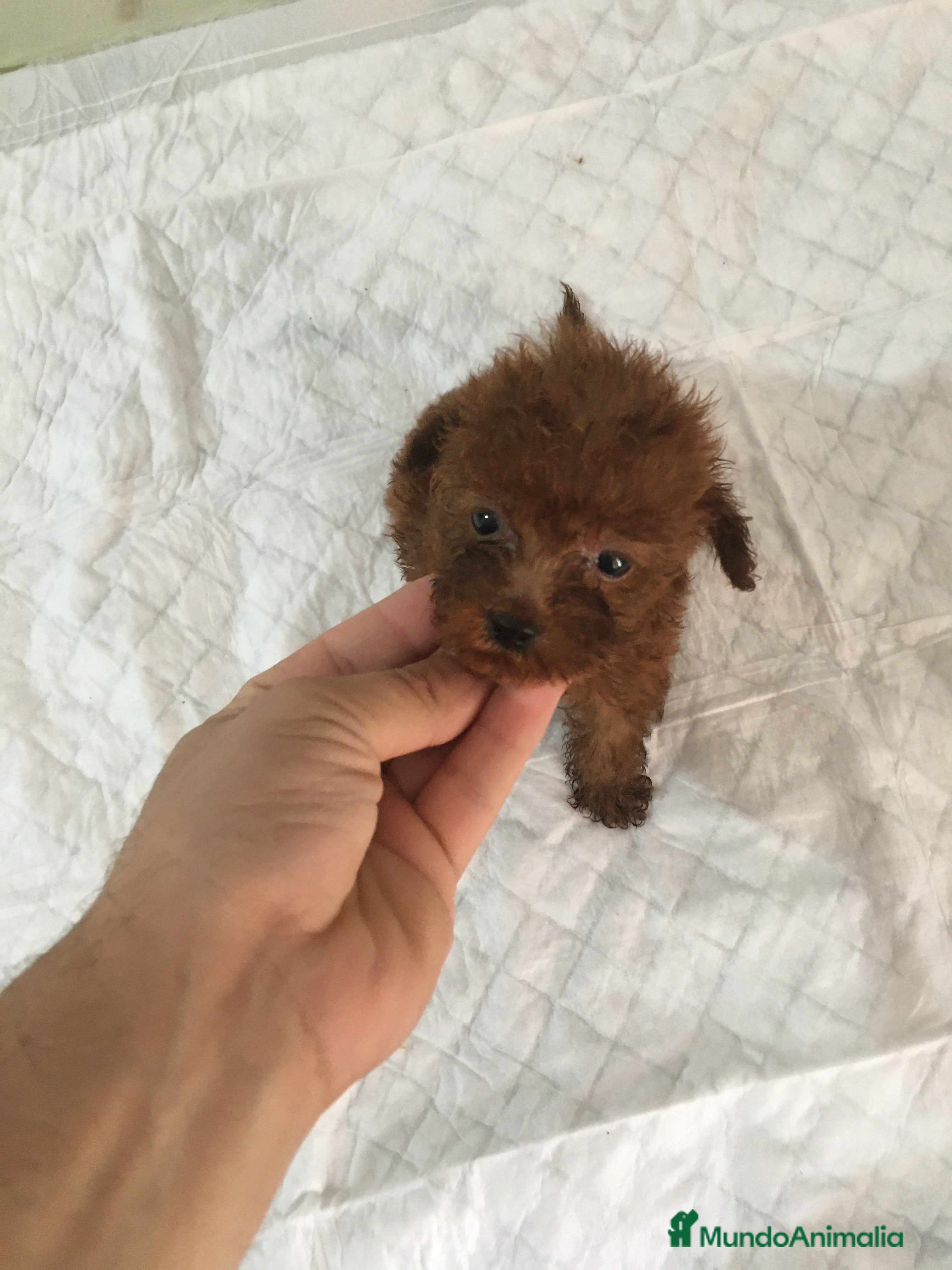 Caniche Toy perros CANICHES TOYS Y ENANOS en Murcia - Anuncio 2