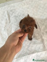 Caniche Toy perros CANICHES TOYS Y ENANOS en Murcia - Anuncio 3