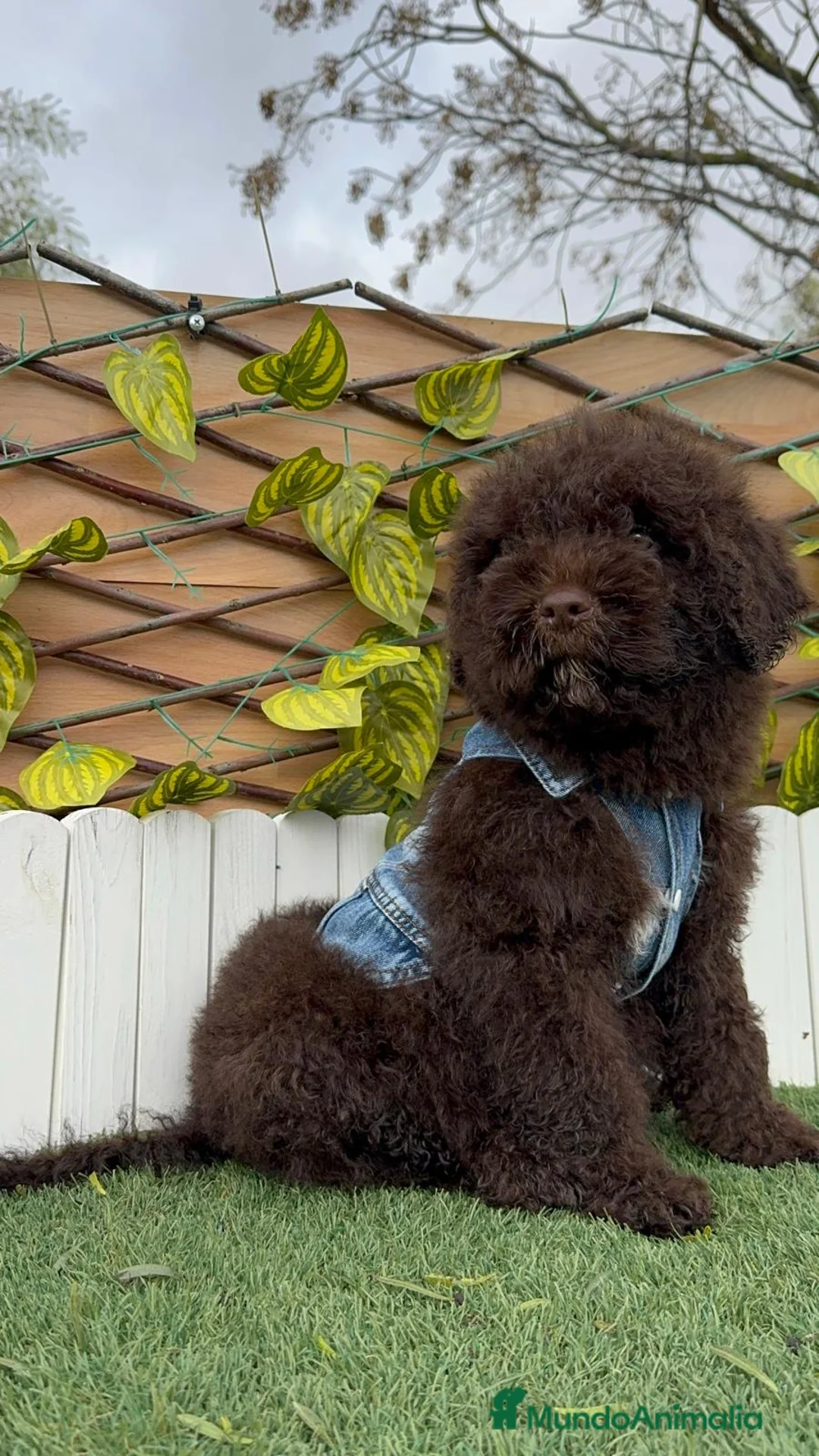 Perro de Agua Español perros en venta: PERRO DE AGUA  - Anuncio 11