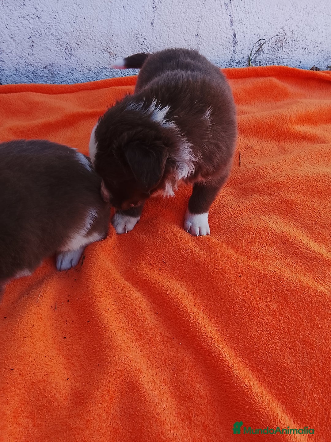Border Collie perros en venta: Border collie  - Imagen 8