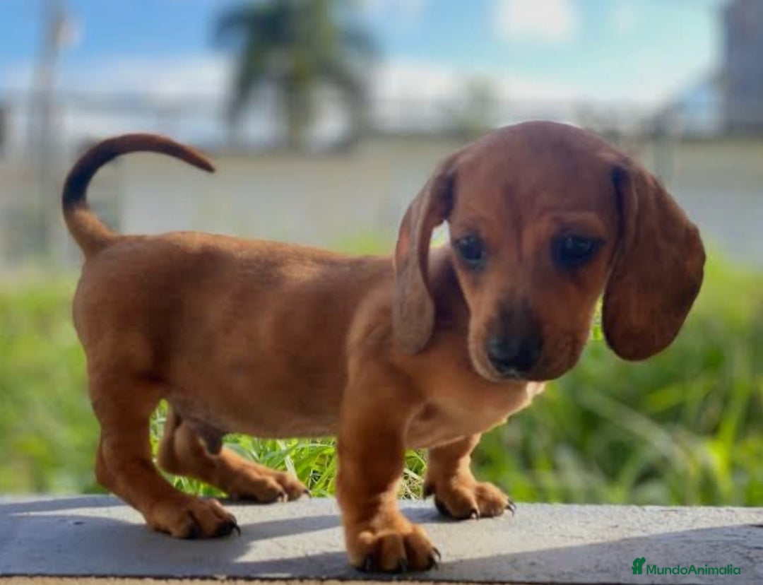 Teckel Miniatura perros en venta: Teckel  - Imagen 1