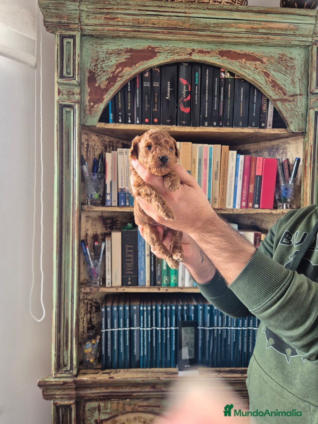 Caniche Toy perros en venta: caniche toy - Anuncio 6