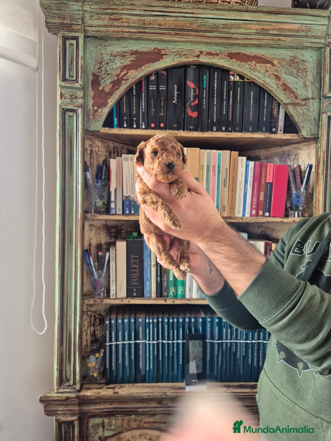 Caniche Toy perros en venta: caniche toy - Anuncio 6