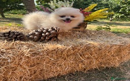 Pomerania perros en venta: Pomerania Macho disponible fotos actuales !! - Imagen 7