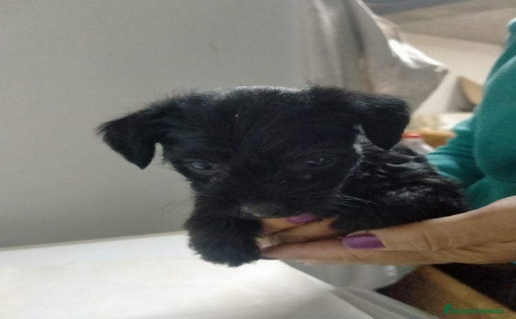 Raza Mixta perros - Anuncio 2