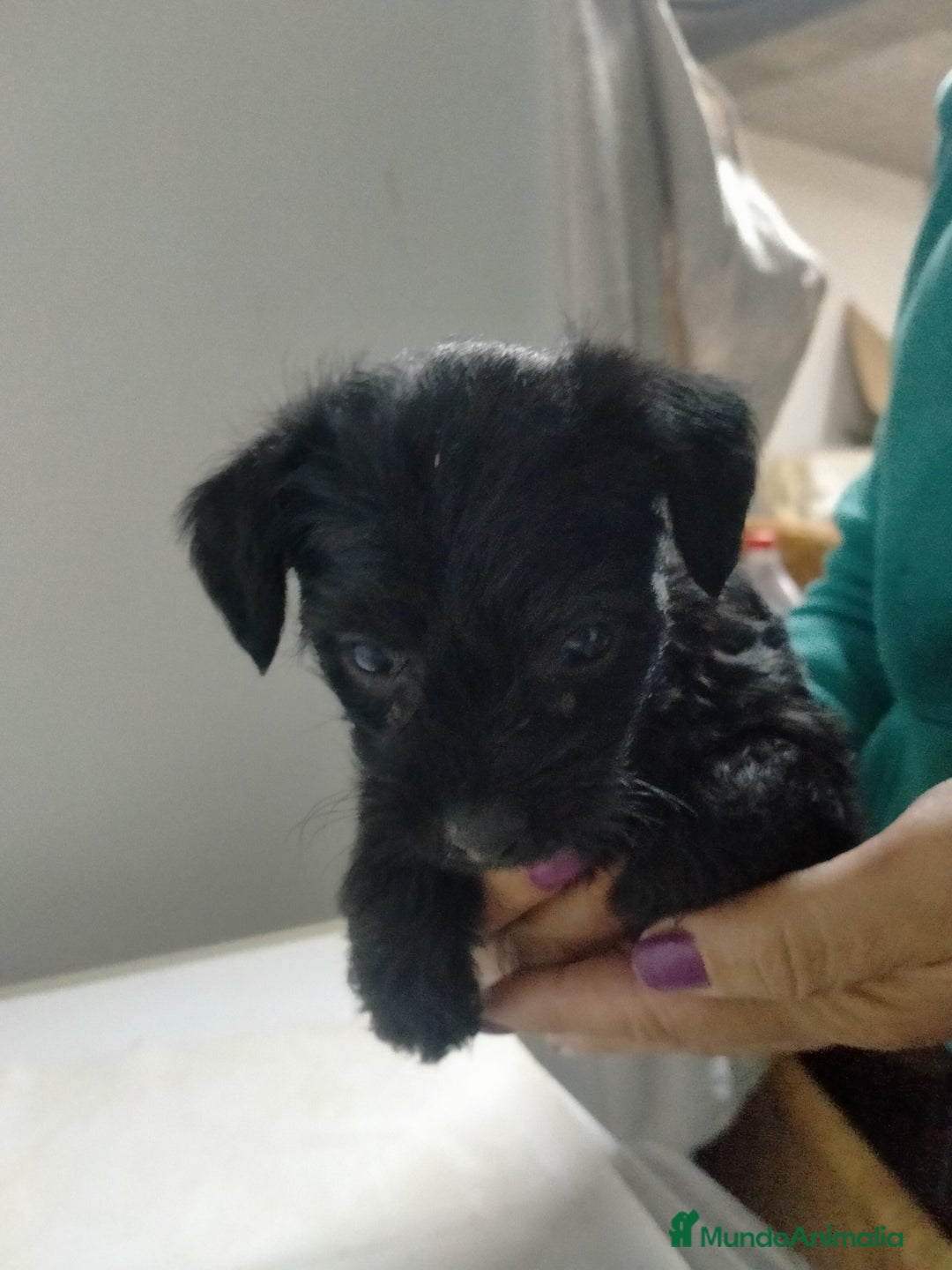 Raza Mixta perros en venta: Yorkiepoo  - Imagen 1