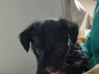 Raza Mixta perros - Anuncio 3