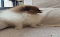 Pomerania perros en venta: Pomerania  - Imagen 4