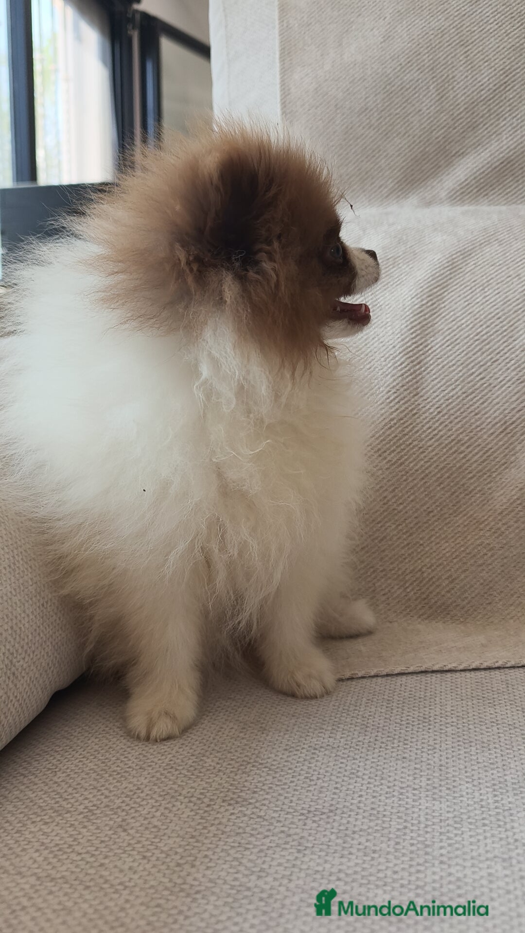 Pomerania perros en venta: Pomerania  - Imagen 4