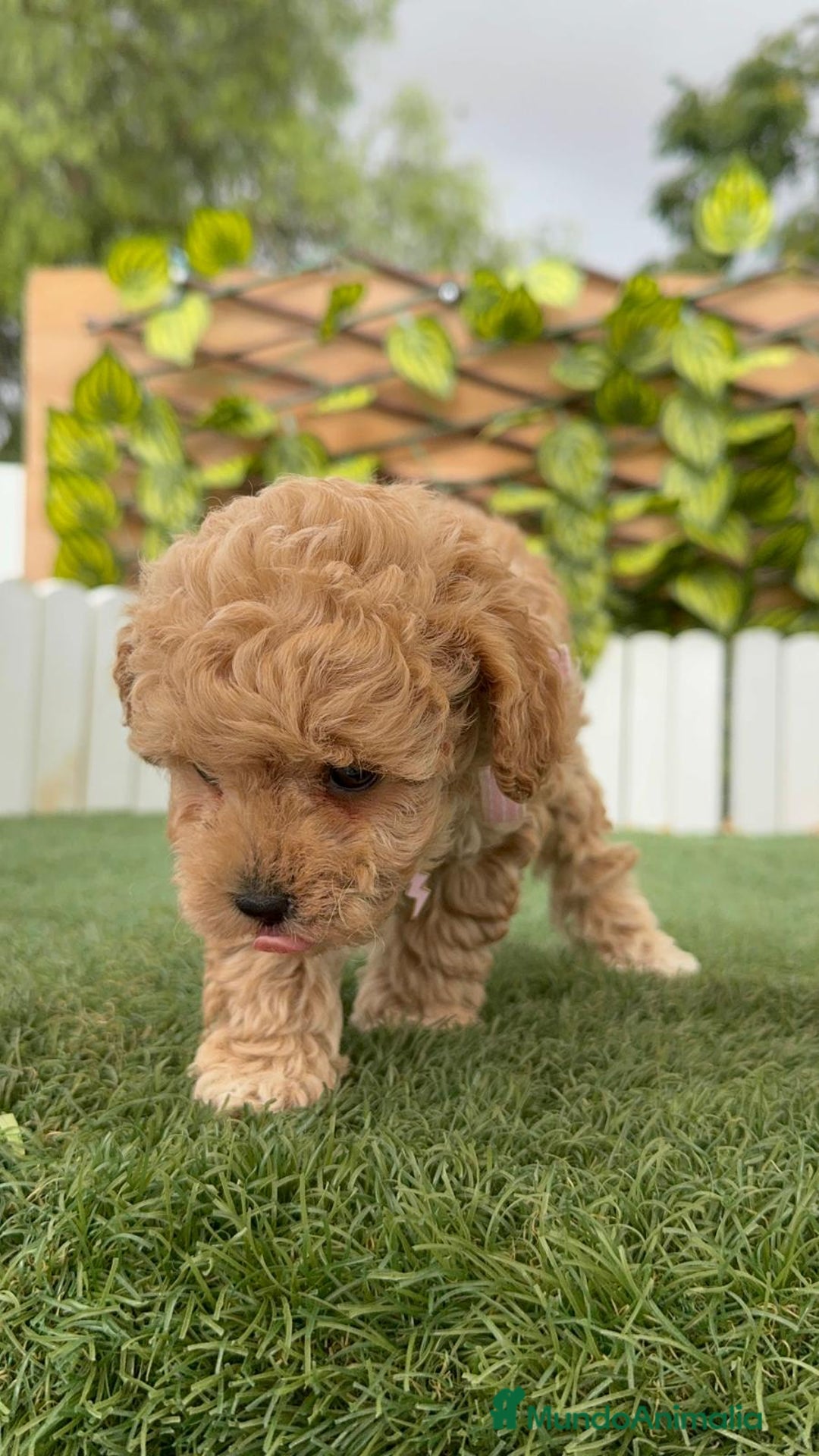 Caniche Toy perros en venta: CANICHE TOY HEMBRA - Imagen 10