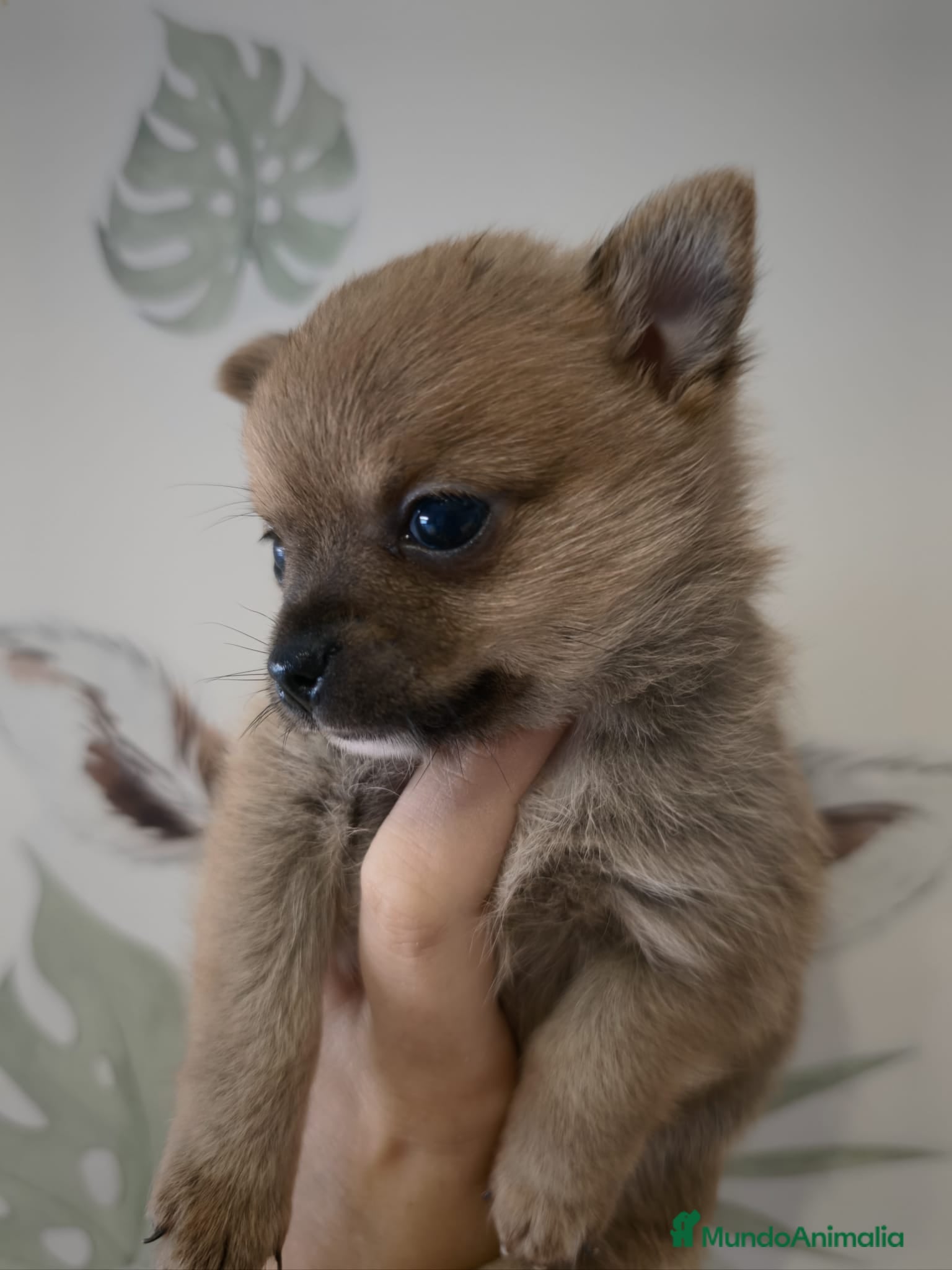 Pomchi perros Pomchi macho - Anuncio 1
