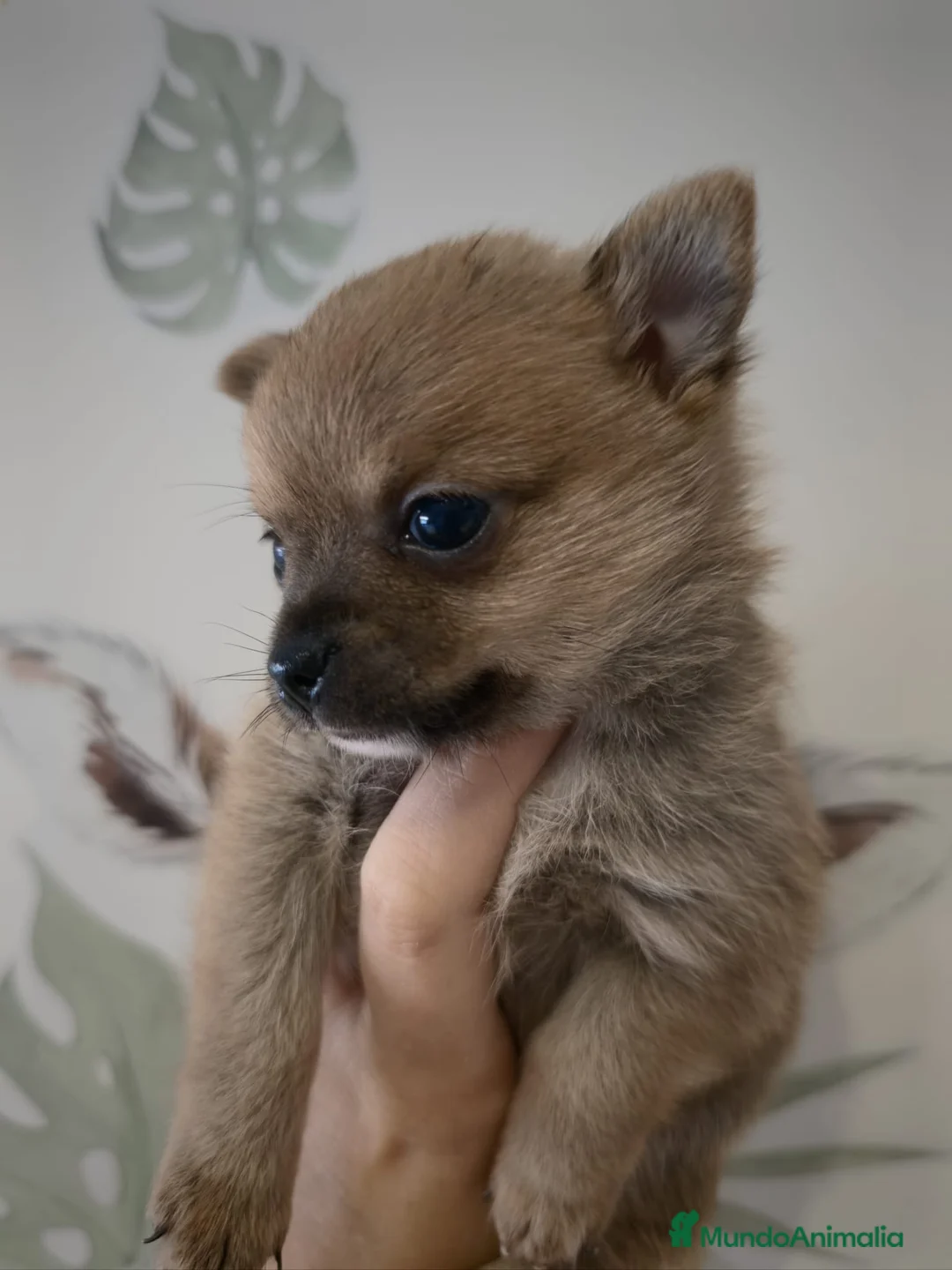 Pomchi perros en venta: Pomchi macho - Anuncio 1