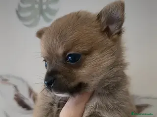 Pomchi perros Pomchi macho - Anuncio 23