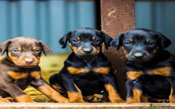 Dobermann perros en venta: DOBERMAN BLUE DE CALIDAD , LLÁMENOS  608 76 13 65  - Imagen 3