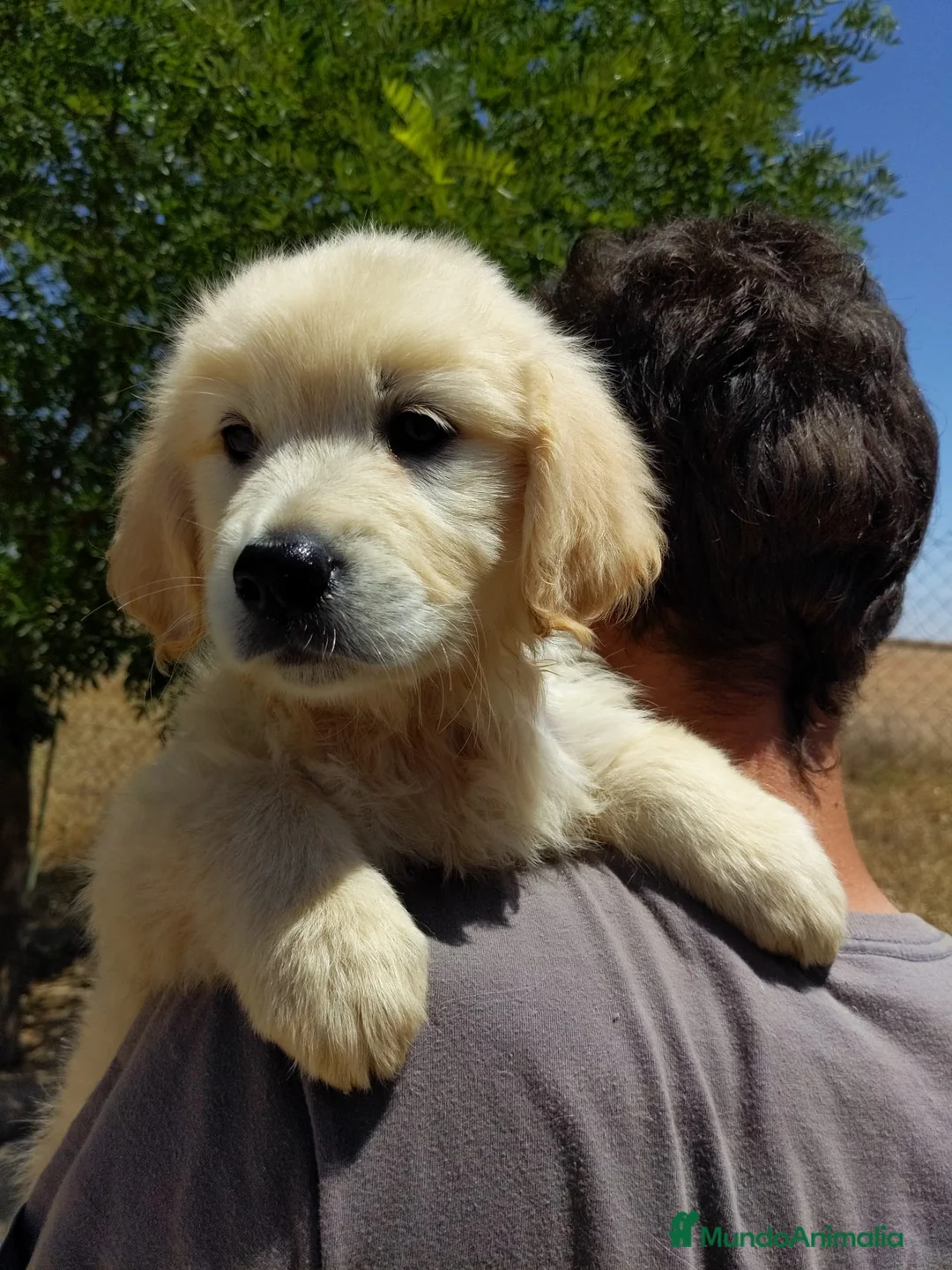 Golden Retriever perros en venta: Preciosos cachorros de golden retriever - Anuncio 1