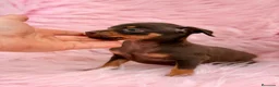Pinscher Miniatura perros en venta: Minipincher chocolate  - Anuncio 11