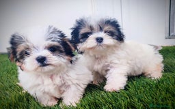 Raza Mixta perros en venta: Espectacular Cachorra malvi - Imagen 1