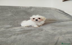 Bichón Maltés perros en venta: Cachorro Macho de maltés  - Imagen 1