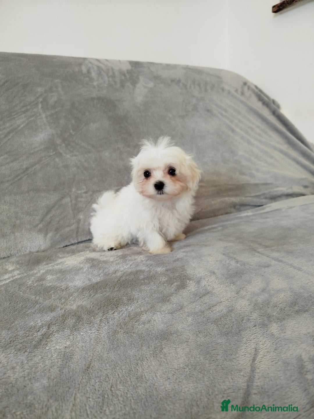 Bichón Maltés perros en venta: Cachorro Macho de maltés  - Imagen 1