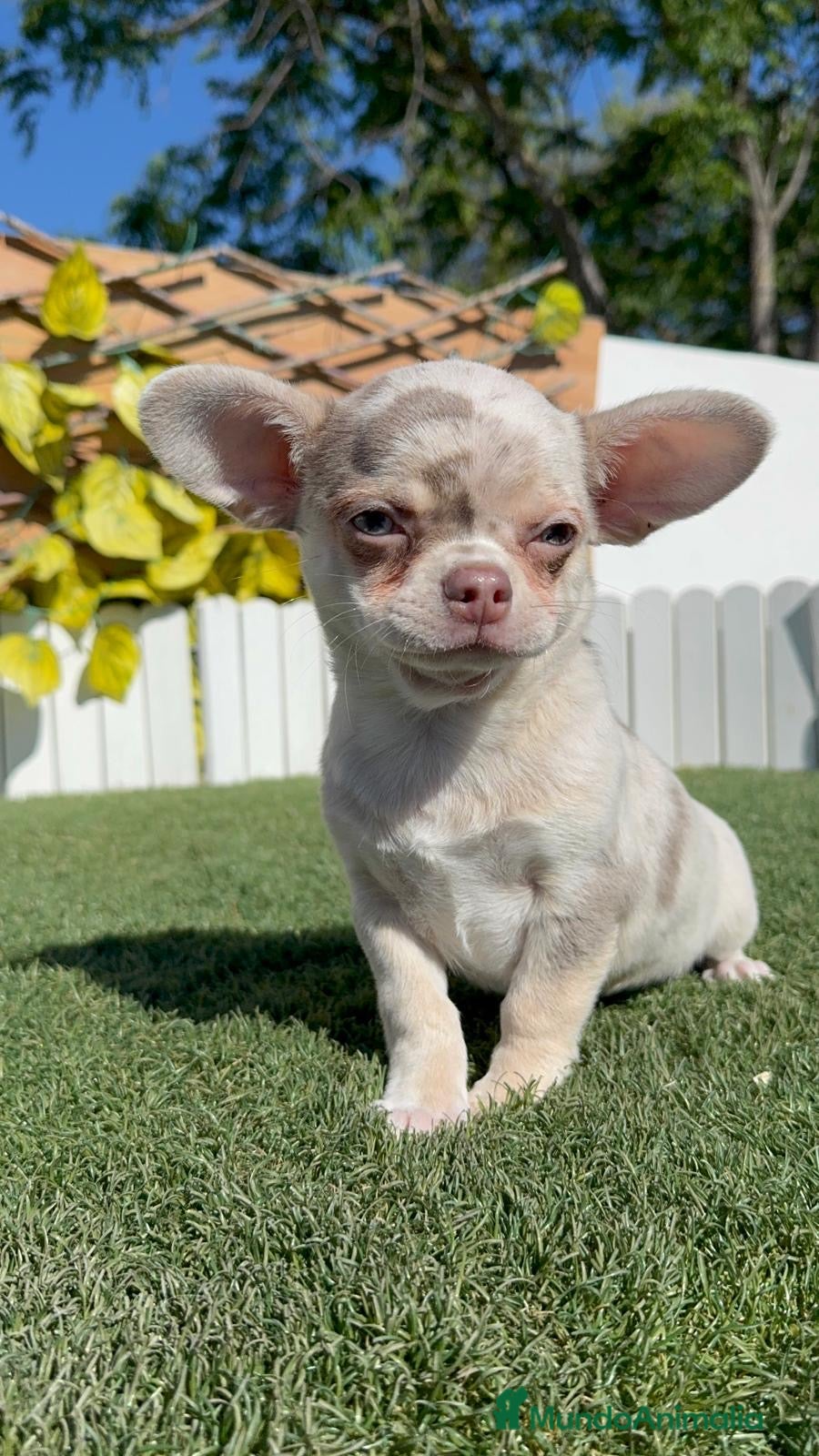 Chihuahua perros CHIHUAHUA MERLE - Anuncio 1