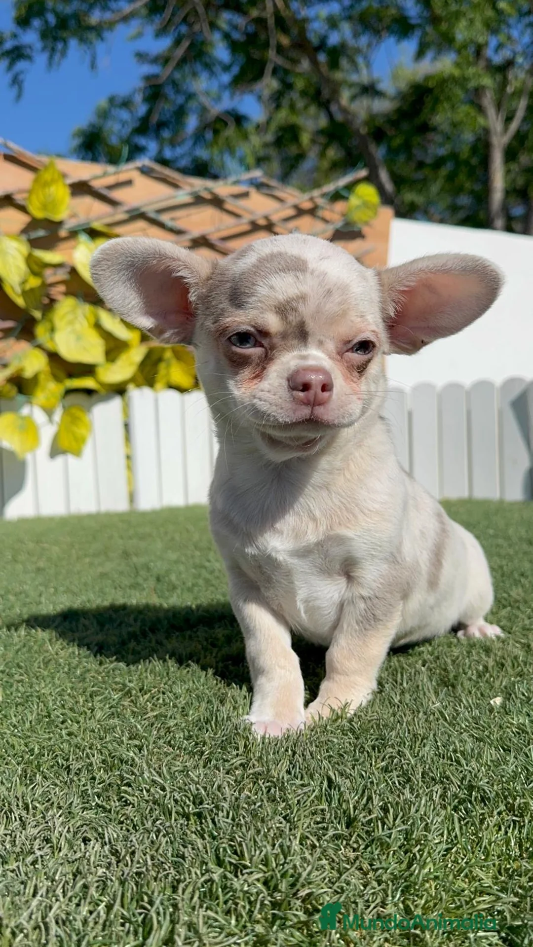 Chihuahua perros en venta: CHIHUAHUA MERLE - Anuncio 2