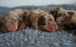 Teckel Miniatura perros en venta: 🐾 Kodat, Byron y Curri – Teckel miniatura 🐾 - Imagen 10