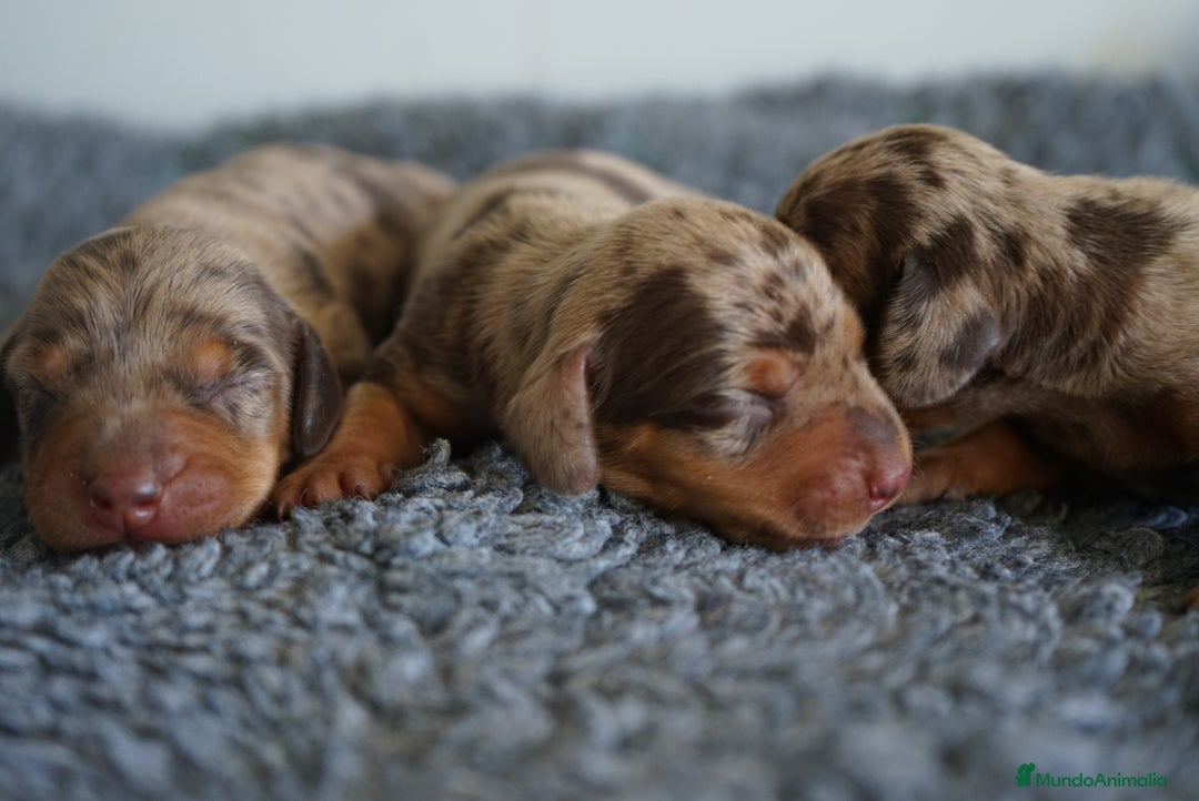 Teckel Miniatura perros en venta: 🐾 Kodat, Byron y Curri – Teckel miniatura 🐾 - Imagen 10
