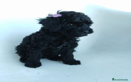 Caniche Toy perros en venta: Preciosa camada de caniche toy  - Imagen 2