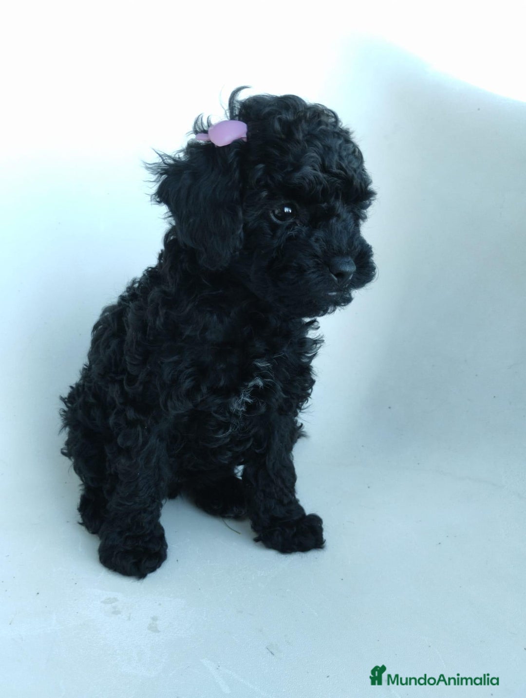 Caniche Toy perros en venta: Preciosa camada de caniche toy  - Imagen 2