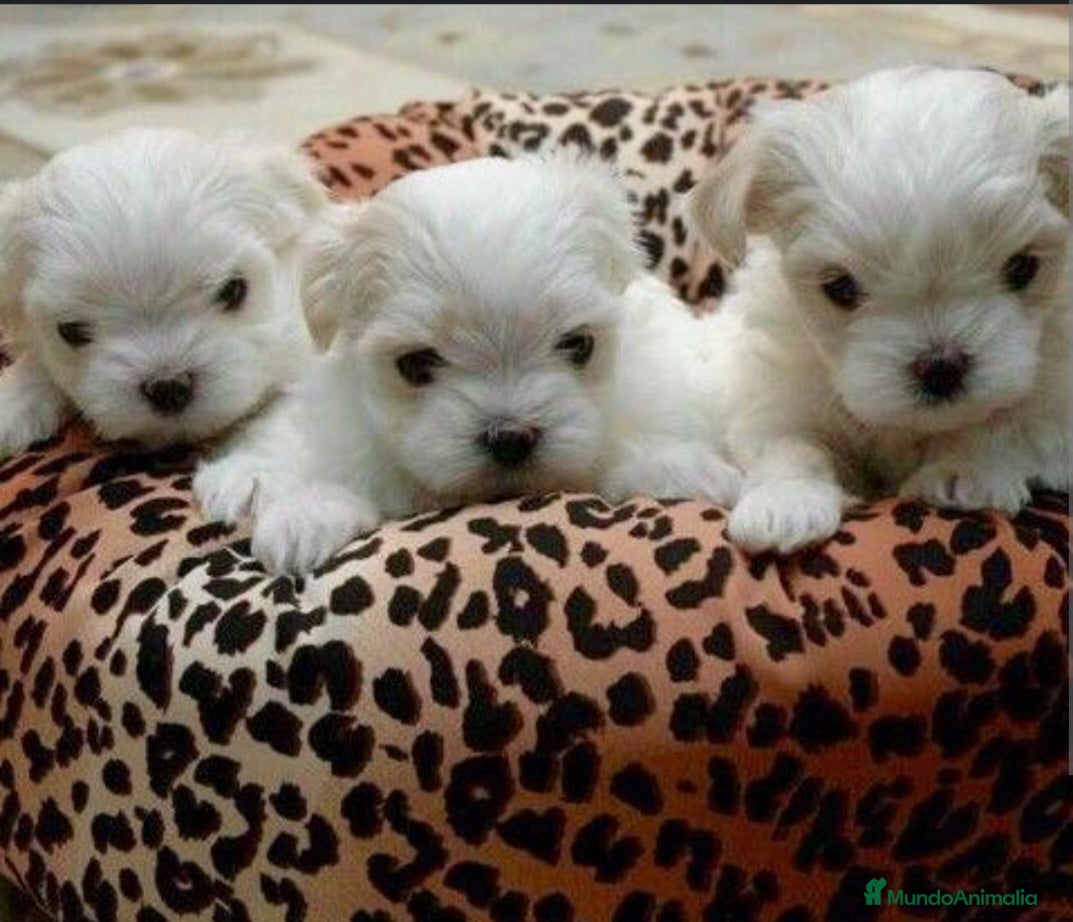 Bichón Maltés perros ‼️‼️Preciosa camada de bichón maltes coreano toy  - Anuncio 2