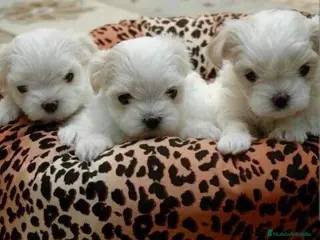 Bichón Maltés perros ‼️‼️Preciosa camada de bichón maltes coreano toy - Anuncio 2