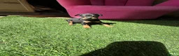 Ratón de Praga perros en venta: RATON DE PRAGA EN BADAJOZ - Anuncio 8