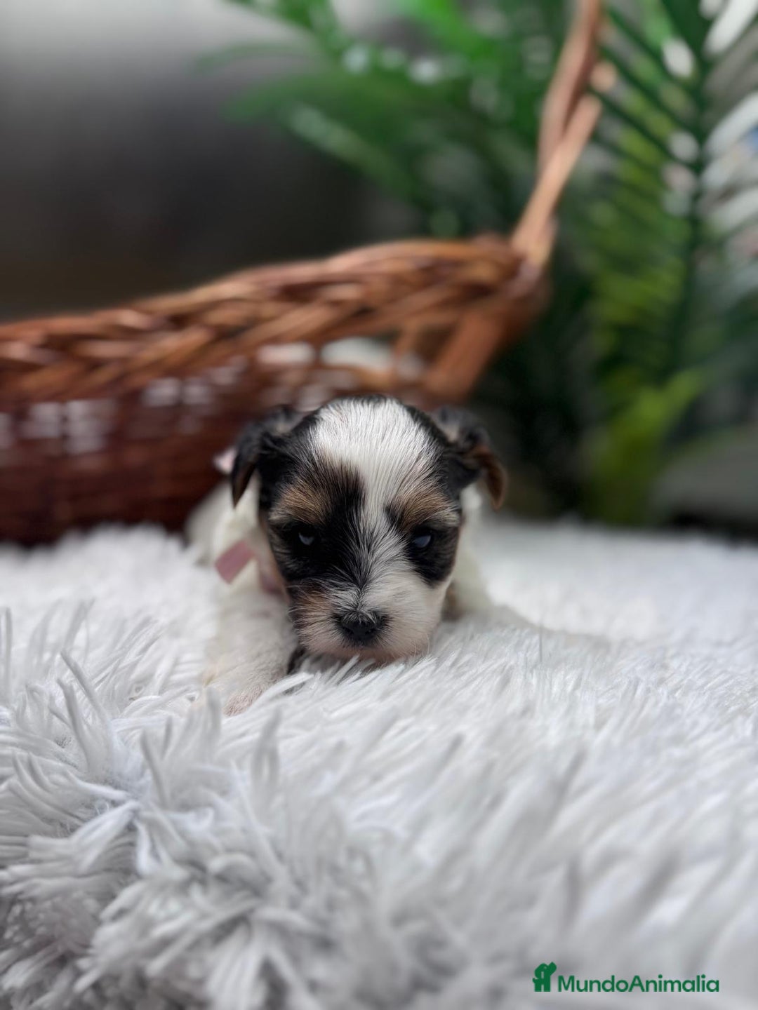 Yorkshire Terrier perros en venta: YORKSHIRE BIEWER HEMBRA - Anuncio 6
