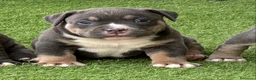 American Bully perros en venta: Camada American Bully  - Anuncio 4