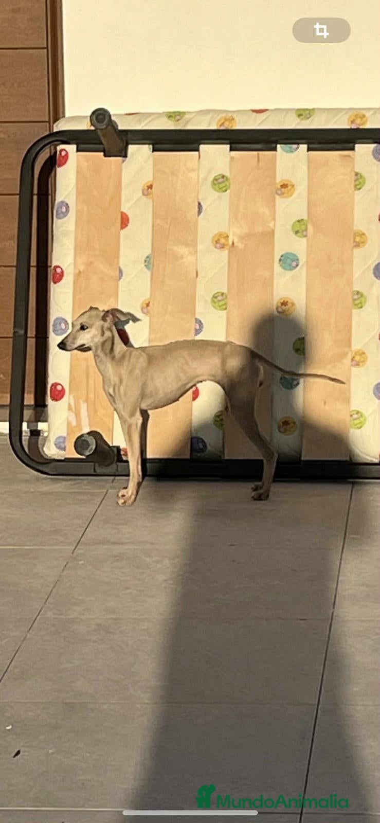 Galgo Español perros Picolo GALGO ISABELINO - Anuncio 1