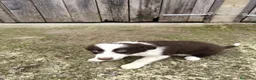 Border Collie perros en venta: Cachorros border collie puros! 2 meses - Anuncio 9