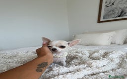 Chihuahua perros en venta: Chihuahua hembra - Imagen 2