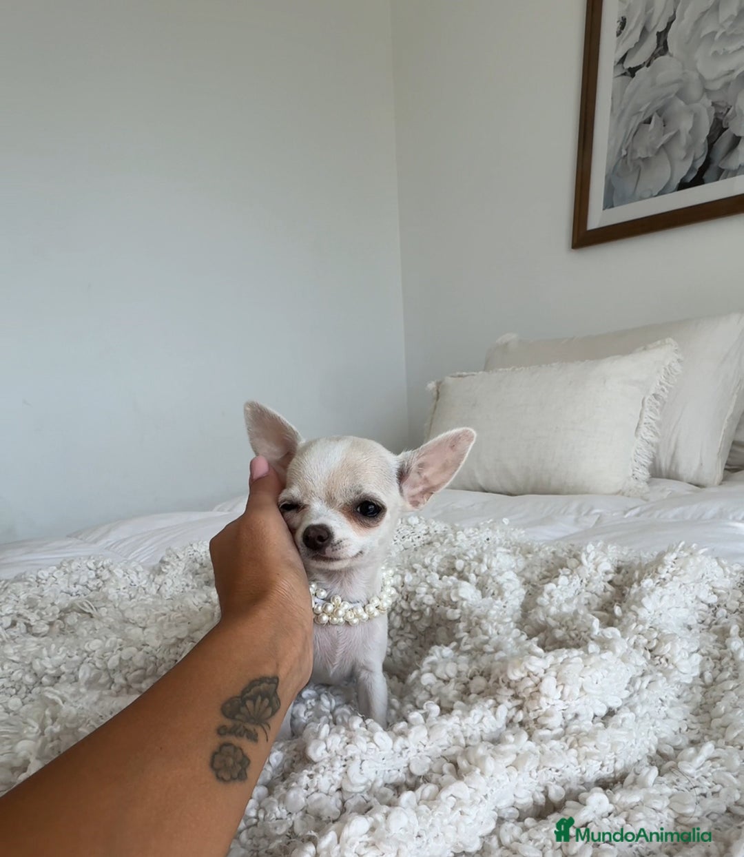 Chihuahua perros en venta: Chihuahua hembra - Imagen 2