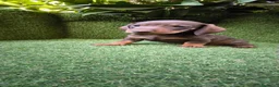 Teckel Miniatura perros en venta: teckel miniatura arlequín  y chocolates  - Anuncio 12