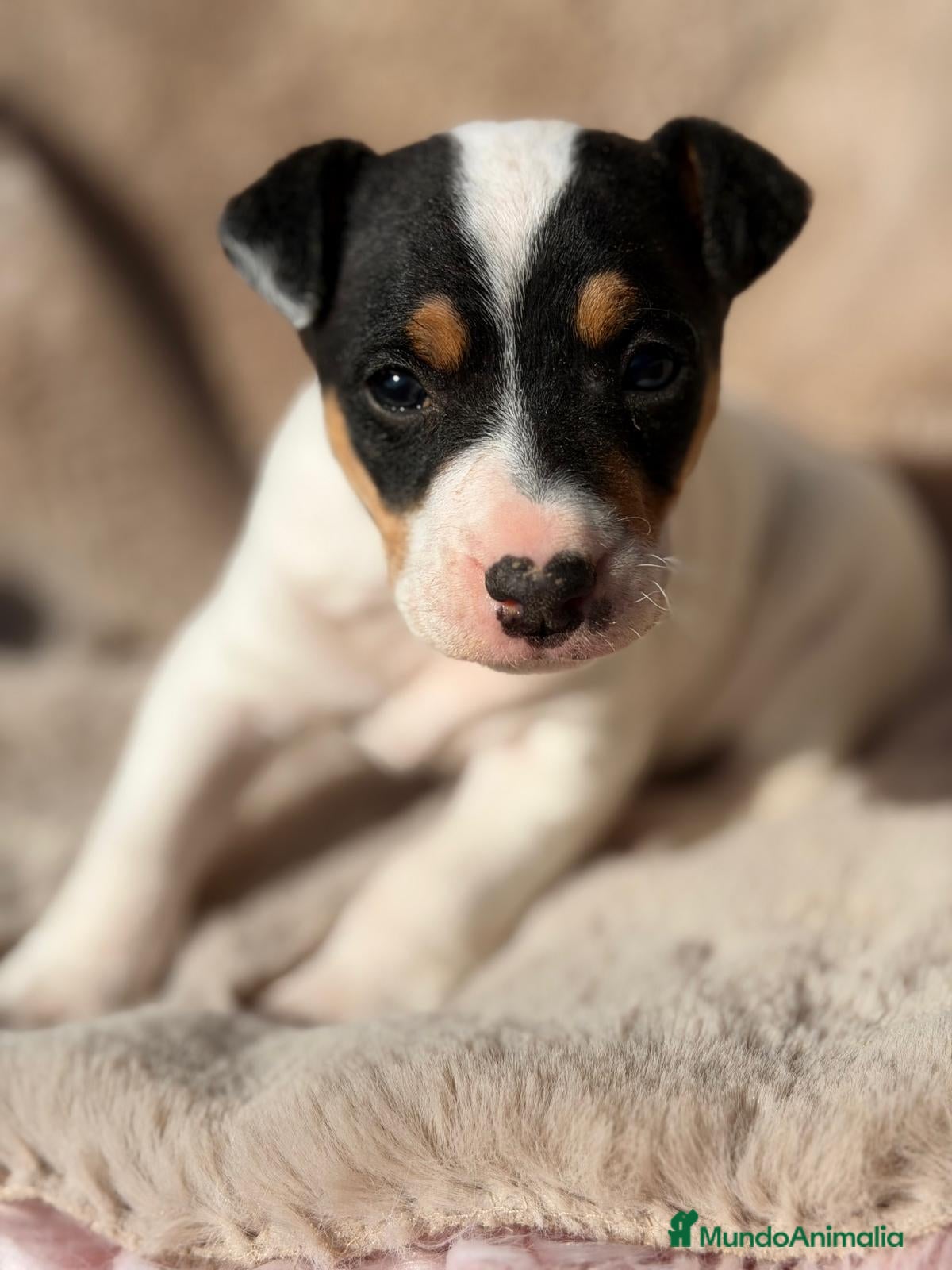 Ratonero Bodeguero Andaluz perros BODEGUERO ANDALUZ MACHO - Anuncio 1