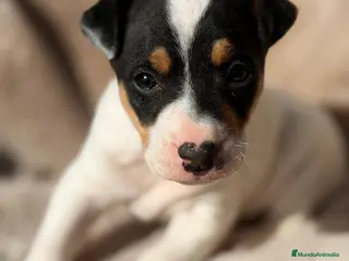 Ratonero Bodeguero Andaluz perros BODEGUERO ANDALUZ MACHO - Anuncio 1