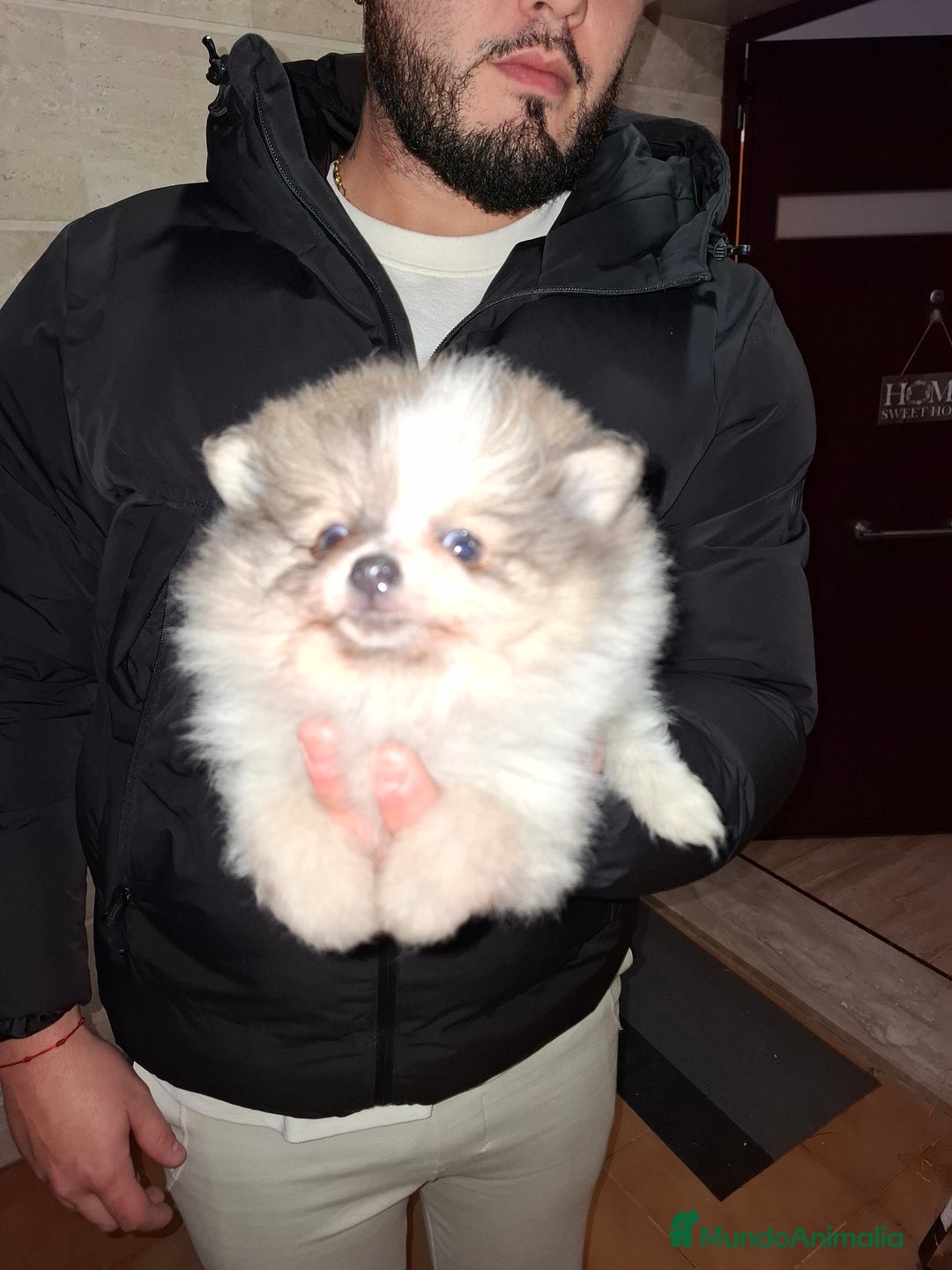 Pomerania perros en venta: Lulu de pomerania  - Anuncio 2