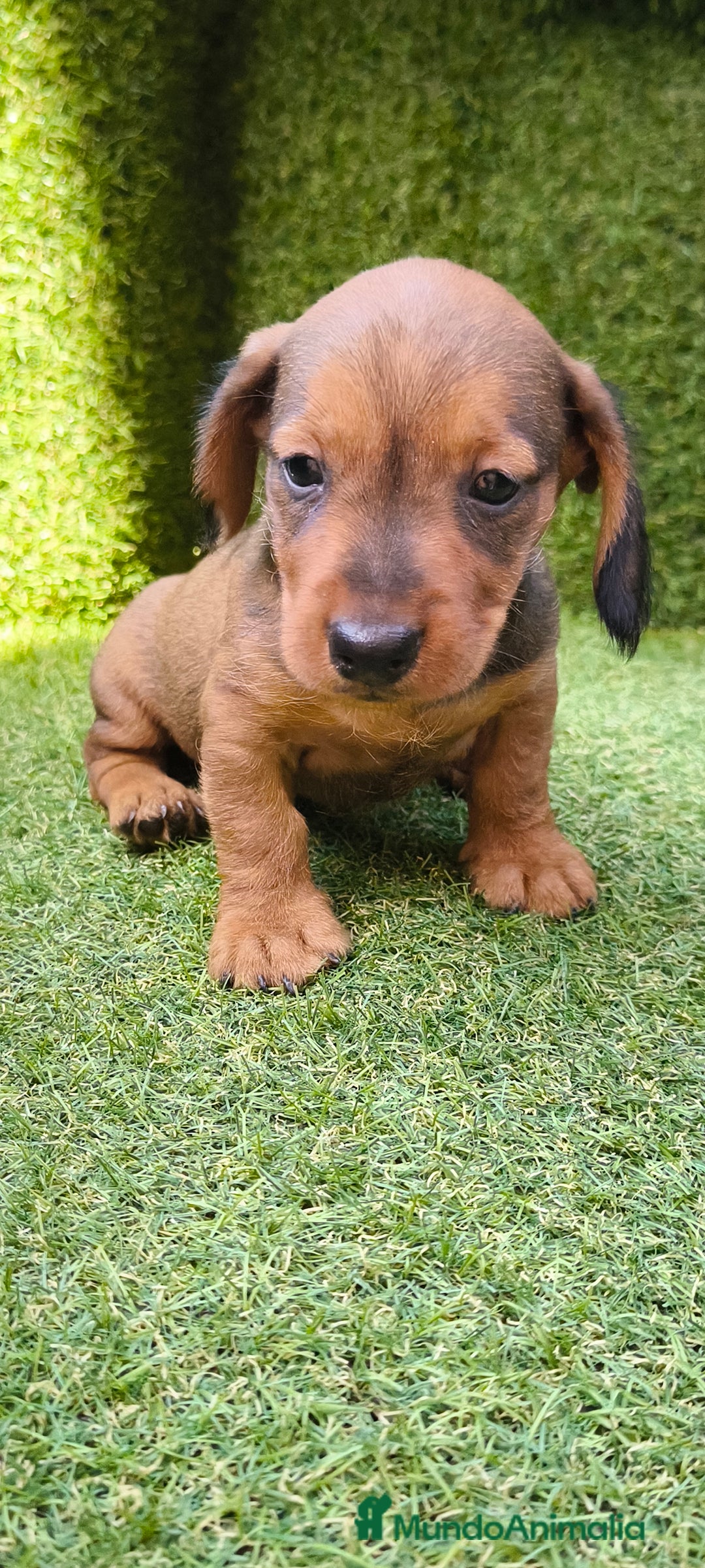 Teckel Miniatura perros en venta: camada teckel mini  - Imagen 26