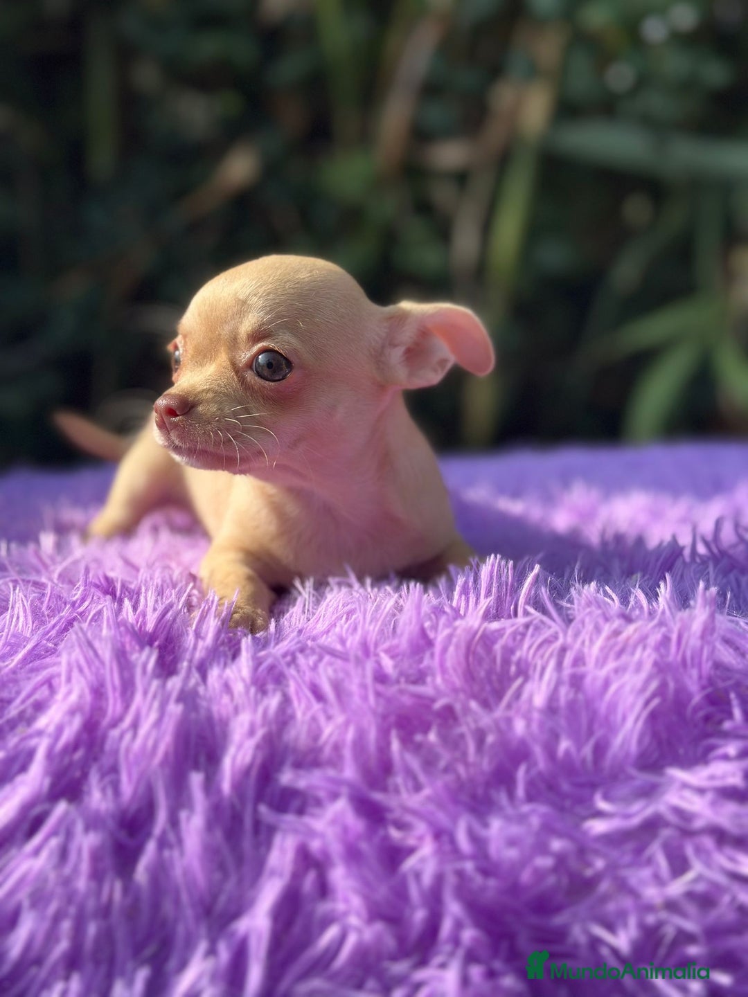 Chihuahua perros en venta: Chihuahua toy  - Imagen 3