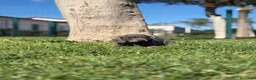 Teckel Miniatura perros en venta: TECKEL MINIATURA  - Anuncio 3