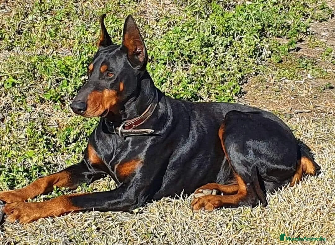 Dobermann perros en venta: CACHORROS DE DÓBERMAN  - Anuncio 1