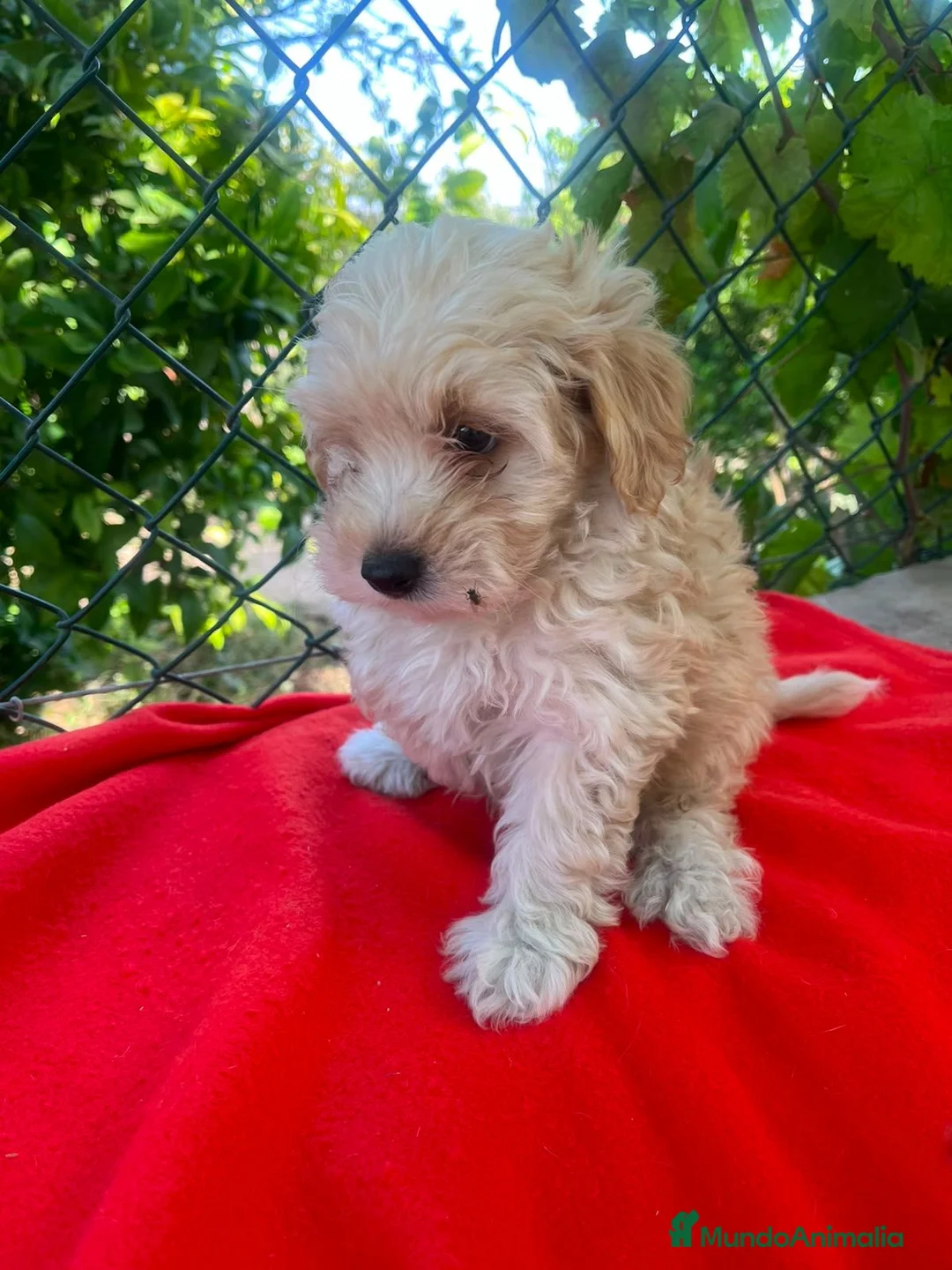 Maltipoo perros en venta: MALTIPOO EXCLUSIVOS - Anuncio 2