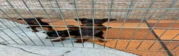 Pinscher Miniatura perros en venta: Pincher Miniatura  - Anuncio 8