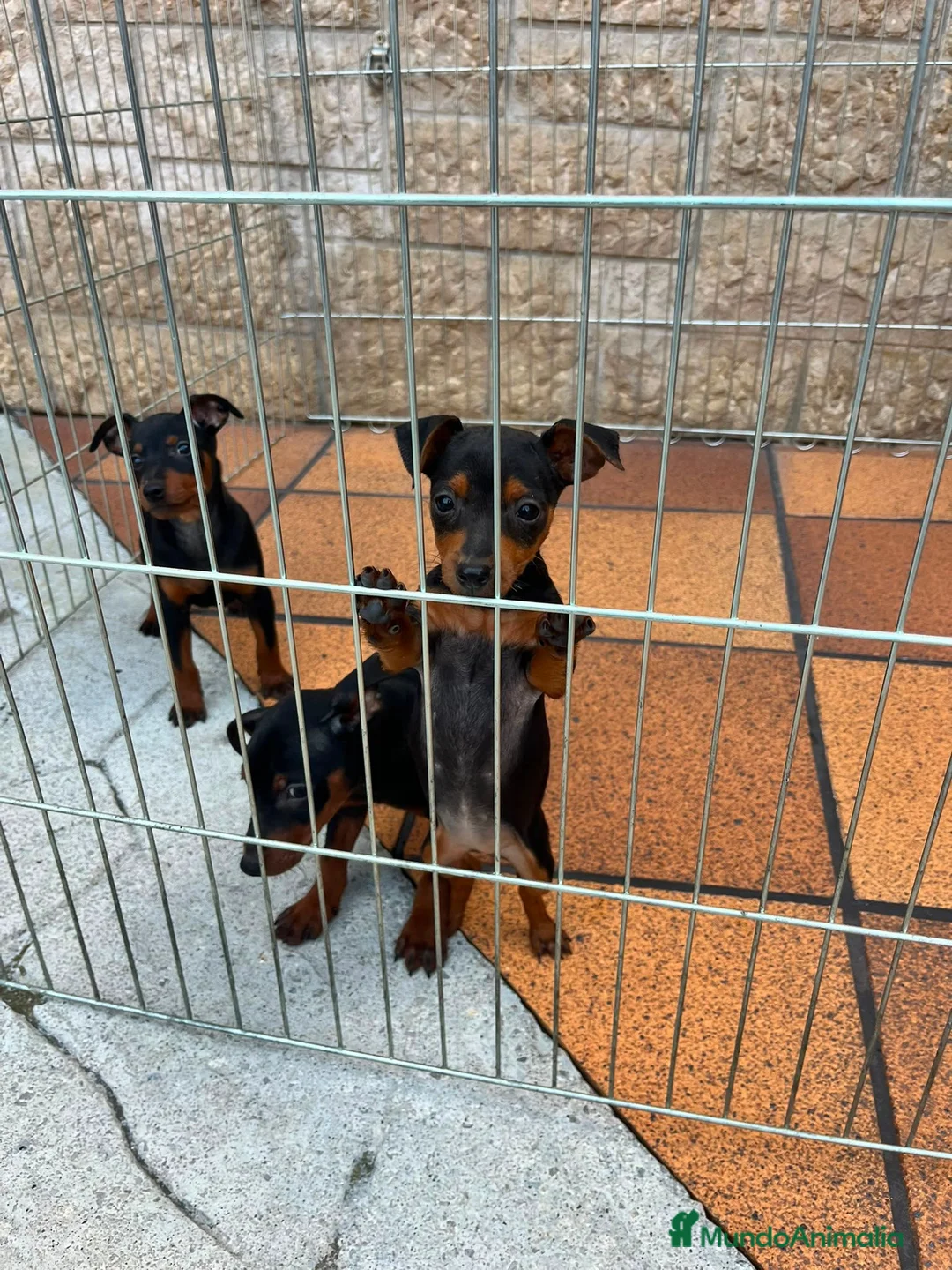 Pinscher Miniatura perros en venta: Pincher Miniatura  - Anuncio 8