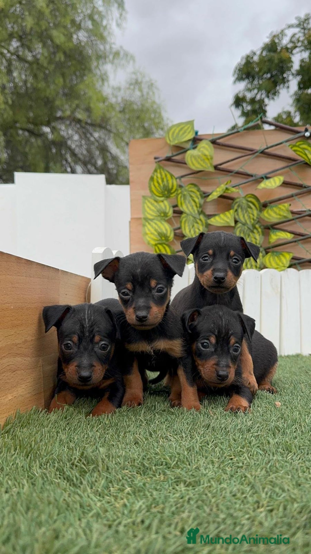 Pinscher Miniatura perros en venta: Pinscher - Imagen 4